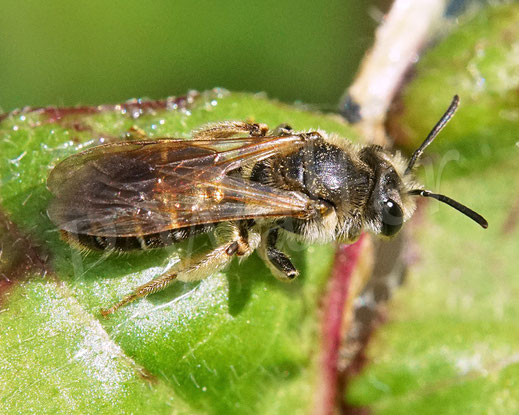 Bild: Gelbbeinige Kiel-Sandbiene, Goldbeinige Sandbiene, Andrena chrysosceles, Wildbiene