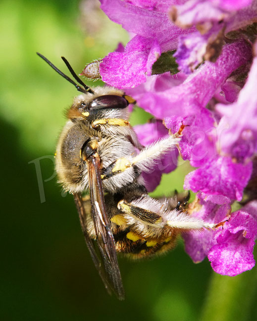 Bild: Garten-Wollbiene, Große Wollbiene, Anthidium manicatum, Männchen, Dichtblütiger Ziest, Zottiger Ziest, Stachys monnieri 'Hummelo', Wildbiene, Lippenblütler, Lamiaceae, Blüte