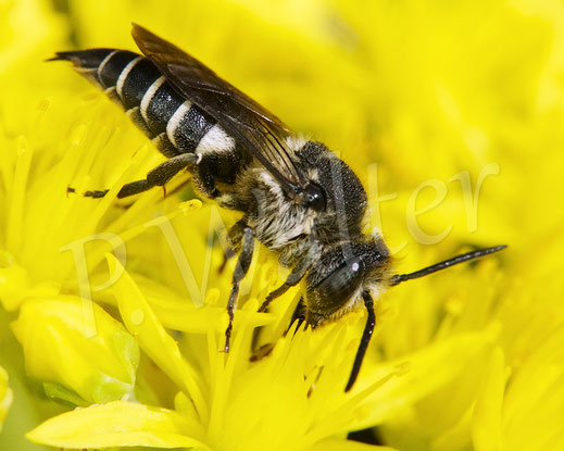 Bild: Langschwanz-Kegelbiene, Weibchen, Coelioxys elongata, Megachilidae, Kuckucksbiene, cuckoo bee, Dull-vented Sharp-tailed Bee, Tripmadam, Felsen-Fetthene, Fetthenne, Sedum reflexum