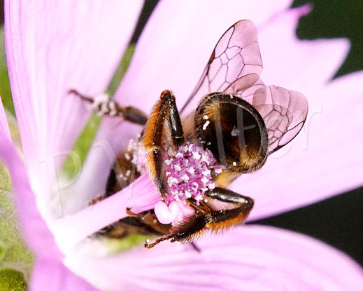 Bild: Glockenblumen-Sägehornbiene, Melitta haemorrhoidalis, Weibchen, Moschusmalve, Malva moschata, Malvaceae, rosa Blüte, pink Blüte, oligolektische Wildbiene