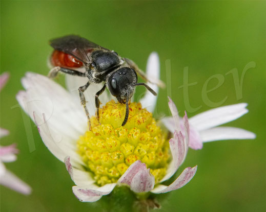 Bild: eine mittelgroße Blutbiene, Sphecodes spec. , am Gänseblümchen, Bellis perennis