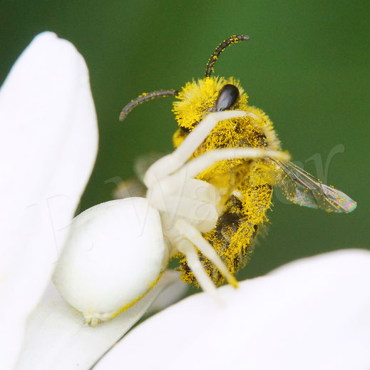 Bild: Veränderliche Krabbenspinne, Misumena vatia, Araneae, Thomisida, Spinnen, Beute, goldenrod crab spider