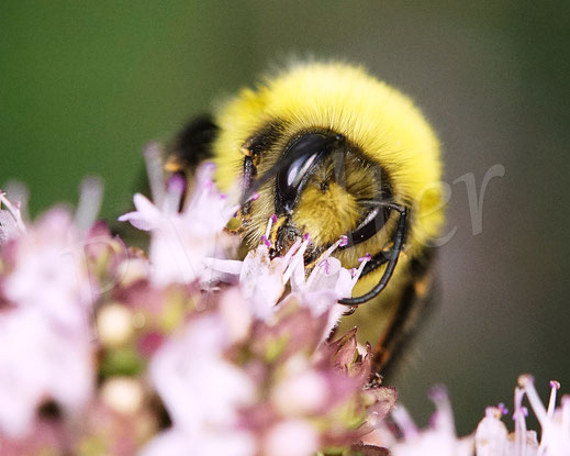 Bild: Helle Erdhummel, Drohn, Bombus lucorum, am Dost, Oregano, Hummeldrohn
