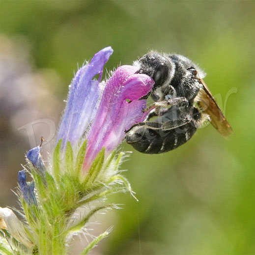 Bild: Weibchen der Natternkopf-Mauerbiene, Osmia adunca, Hoplitis adunca, in einer Natternkopfblüte