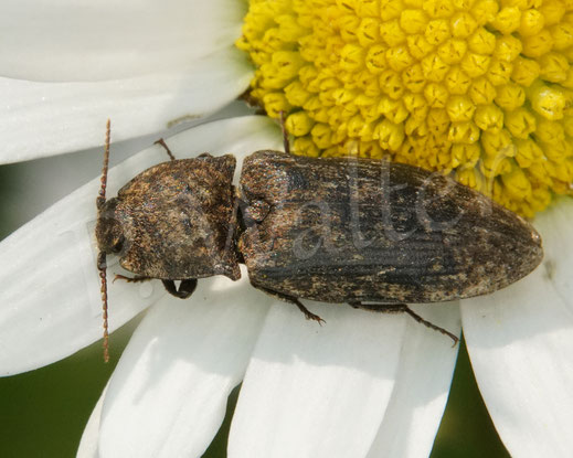 Bild: Mausgrauer Schnellkäfer, Agrypnus murinus, Elateridae, Agrypininae, Käfer, Coleoptera, Polyphaga, Wiesen-Margerite, Leucanthemum vulgare