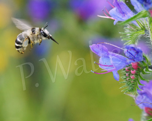 Bild: Streifen-Pelzbiene / Gebänderte Pelzbiene / Sommerpelzbiene, Anthophora aestivalis, Weibchen am Natternkopf, Echium vulgare, Wildbiene, Flower Bee, im Flug