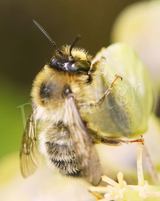 Bild: Wald-Pelzbiene, Anthophora furcata, Männchen, Wildbiene