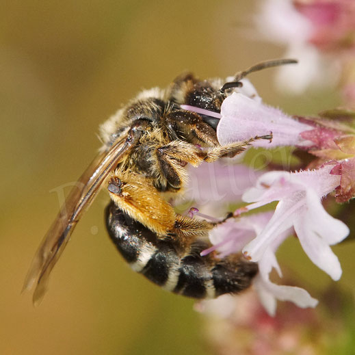 Bild: Gewöhnliche Bindensandbiene, Gemeine Sandbiene, Andrena flavipes, Weibchen, zweite Generation, Gemeiner Dost, Oregano, Wildbiene, Blüte, Lippenblütler, Lamiaceae