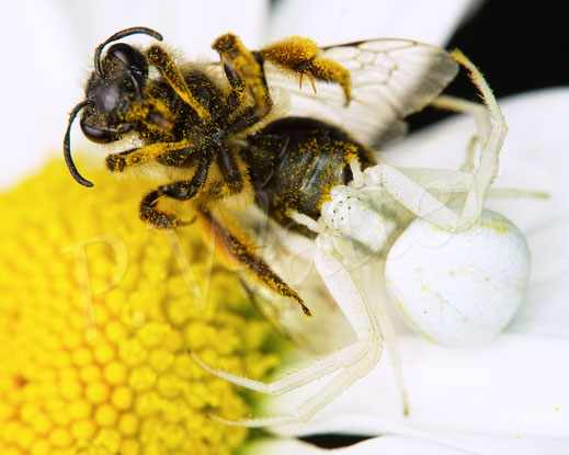 Bild: Veränderliche Krabbenspinne, Misumena vatia, Araneae, Thomisida, Spinnen, Beute Sandbiene, goldenrod crab spider, Wiesen-Margerite, Leucanthemum vulgare