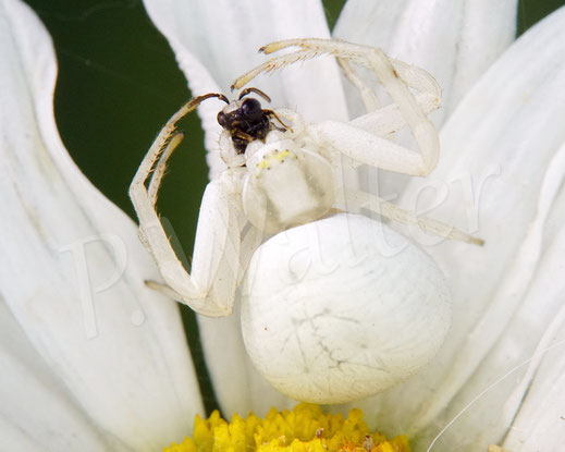 Bild: Veränderliche Krabbenspinne, Misumena vatia, Araneae, Thomisida, Spinnen, Beute, Maskenbiene, goldenrod crab spider, Wiesen-Margerite, Leucanthemum vulgare