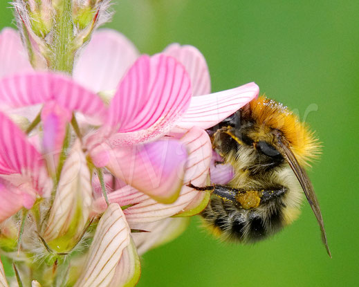 Bild: Ackerhummel, Bombus pascuorum, Saat-Esparsette, Onobrychis viciifolia, Wildbiene, Schmetterlingsblütler