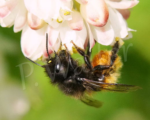Bild:Gehörnte Mauerbiene, Weibchen, Osmia cornuta, mason bee, Gemeine Pimpernuss, Staphylea pinnata, Klappernuss, Gefiederte Pimpernuss, Pimpernussgewächse, Staphyleaceae, Pimpernüsse, weiße Blüten, Wildbiene, Strauch
