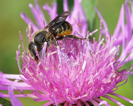 Bild: Osmia leaiana, Zweihöckrige Mauerbiene, Distel-Mauerbiene, Weibchen, Wiesen-Flockenblume, Centaurea jacea, Korbblütler, oligolektische Wildbiene