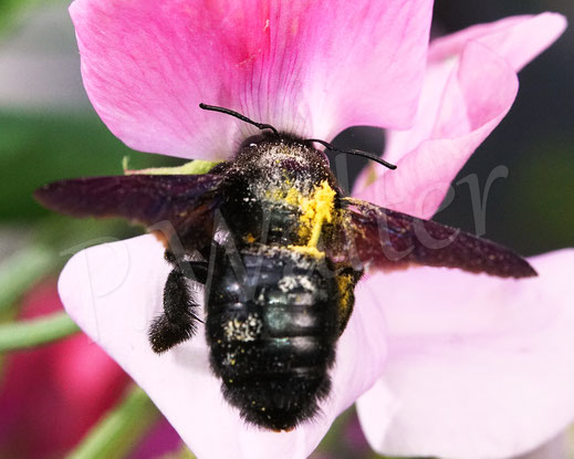 Bild: Blauschwarze Holzbiene, Große Holzbiene, Blaue Holzbiene, Xylocopa violacea, Weibchen, Edelwicke, Duftwicke, Lathyrus odoratus, Hülsenfrüchtler, Schmetterlingsblütler, Fabaceae, Apidae, Wildbiene, wildbee, violet carpenter bee, Blauwzwarte houtbi
