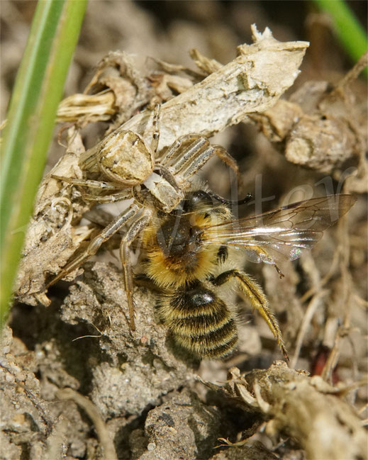 Bild: Braune Krabbenspinne / Buschkrabbenspinne mit Sandbiene als Beute, Spinne crab spider Xysticus cristatus Andrena gravida