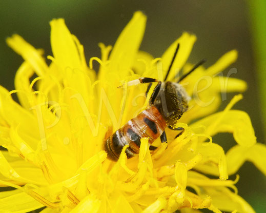 Bild: Gewöhnliche Schmalbiene, Männchen, Lasioglossum cf. calceatum, Wiesen-Pippau, Crepis biennis, Wildbiene