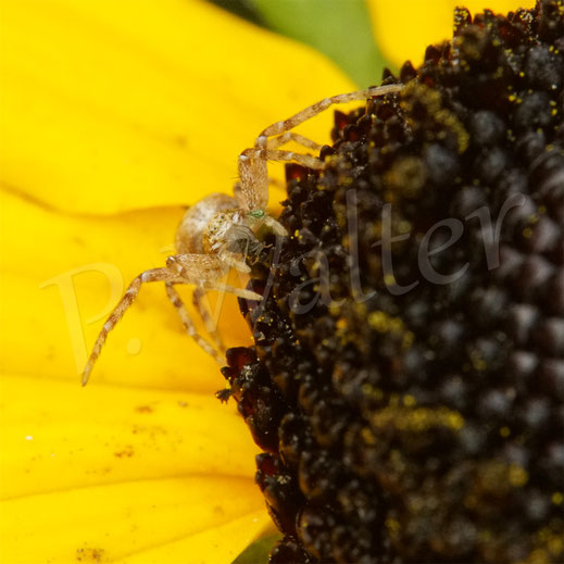 Bild: Krabbenspinne, Thomisidae, crab spider, Spinnentiere, Arachnida, Sonnenhut, Rudbeckia
