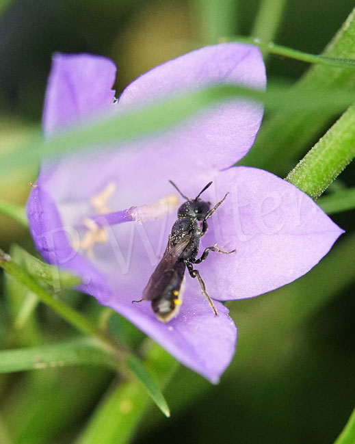 Bild: Kleine Glockenblumen-Scherenbiene, Osmia/Chelostoma campanularum/distinctum, Blüte, Rundblättrige Glockenblume, Campanula rotundifolia