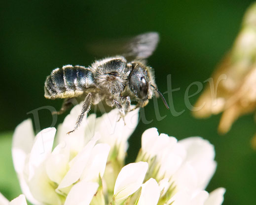 Bild: Stahlblaue Mauerbiene, Osmia caerulescens, Weibchen, Wildbiene, Weißklee, Trifolium repens, Klee, Fabaceae, Wildbiene