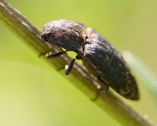 Bild: Mausgrauer Schnellkäfer, Agrypnus murinus, Elateridae, Agrypininae, Käfer, Coleoptera, Polyphaga