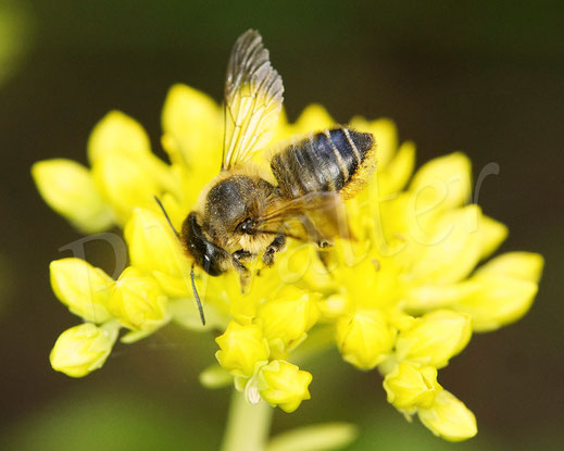 Bild: Weibchen, Garten-Blattschneiderbiene, Totholz-Blattschneiderbiene, Megachile willughbiella, leafcutter bee, leaf cutting bee, Megachilidae, Wildbiene, wildbee, Felsen-Fetthenne, Sedum reflexum, Petrosedum rupestre, Tripmadam, Felsen-Mauerpfeffer