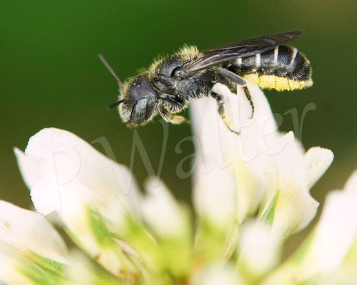 Bild: Schwarzspornige Stängel-Mauerbiene, Stängelbiene, Hoplitis leucomelana, Osmia leucomelana, Weibchen am Klee, Wildbiene