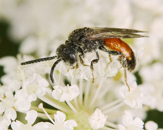 Bild: Blutbiene, Sphecodes spec., Männchen, Wilde Möhre, Daucus carota subsp. carota, Doldenblütler, Apiaceae, Wildbiene, wild bee, Kuckucksbiene, cuckoo bee