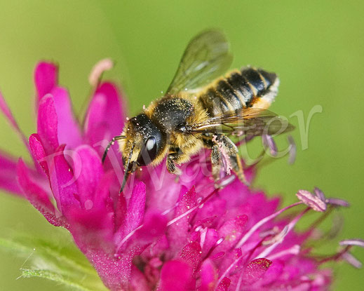 Bild: Weibchen, Buntfarbige Blattschneiderbiene, Megachile versicolor, leafcutter bee, Megachilidae, Wildbiene, wildbee, Blüte, Mazedonische Knautie, Knautia macedonica, Witwenblume