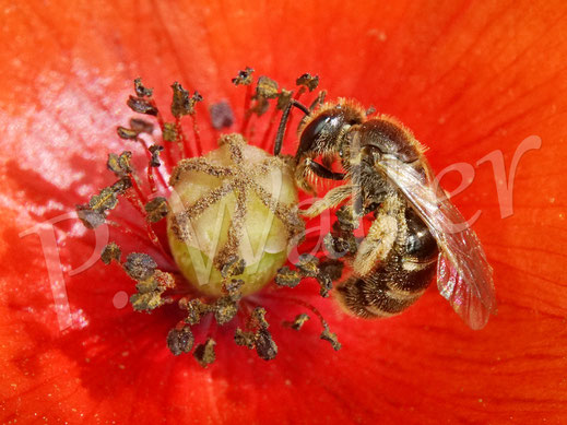 Bild: Furchenbiene, Halictus spec., Weibchen in einer Mohnblüte, Papaver, Wildbiene, Klatschmohn