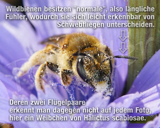 Bild: Wildbiene, Gelbbindige Furchenbiene, an der Wegwarte