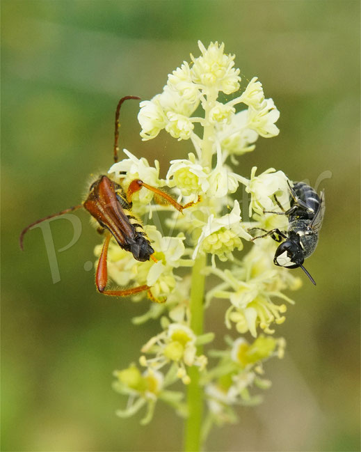 Bild: Braunrötlicher Spitzdeckenbock, Stenopterus rufus, Reseden-Maskenbiene, Hylaeus signatus, Blüten der Gelben Resede, Reseda lutea