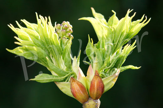 Bild: Gemeine Pimpernuss, Staphylea pinnata, Klappernuss, Gefiederte Pimpernuss, Pimpernussgewächse, Staphyleaceae, Pimpernüsse, weiße Blüten, Strauch