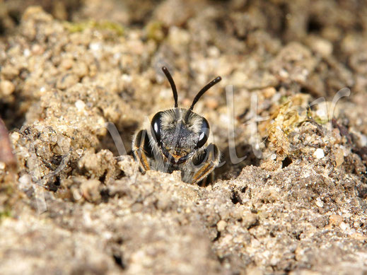 Infos zu bodennistenden Wildbienen - immerhin nisten 75% aller Arten in der Erde