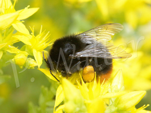Bild: Steinhummel, Bombus lapidarius, Scharfer Mauerpfeffer, Sedum acre, Scharfe Fetthenne, Dickblattgewächse, Crassulaceae