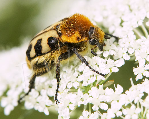 Bild: Gebänderter (?) Pinselkäfer, Trichius cf. fasciatus, Wilde Möhre, Daucus carota subsp. carota, Doldenblütler, Apiaceae, Blatthornkäfer, Scarabaeidae, Coleoptera, Käfer