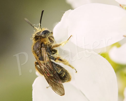 Bild: kleine Sandbiene, Andrena minutula-Gruppe, Zwergsandbiene, Gemeine Gewöhnliche Felsenbirne, Amelanchier ovalis, A. rotundifolia, Wildbiene