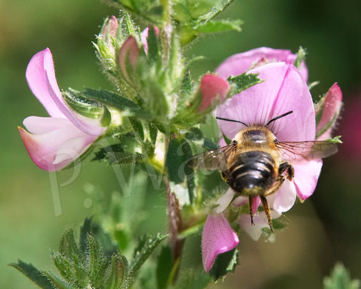 Bild: Garten-Blattschneiderbiene, Totholz-Blattschneiderbiene, Megachile willughbiella, Weibchen, Megachilidae, Wildbiene, Dornige Hauhechel, Ononis spinosa, Schmetterlingsblütler, Faboideae, Hülsenfrüchtler, Fabaceae, Blüte, Nektar, Pollen