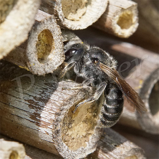 Bild: Weibchen der Natternkopf-Mauerbiene, Osmia adunca, Hoplitis adunca, Bambus, Nistgang