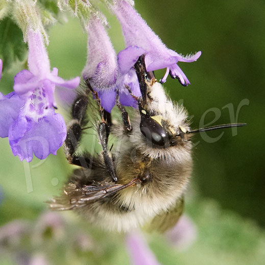 Bild: Frühlings-Pelzbiene, Anthophora plumipes, Männchen, Katzenminze, Nepeta, catnip, Wildbiene, Flower Bee