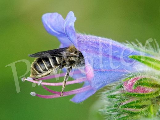 Bild: Weibchen der Natternkopf-Mauerbiene, Osmia adunca, am Natternkopf, wo sonst ?!