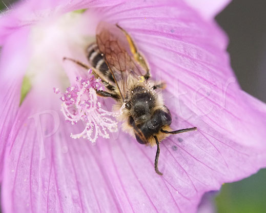 Bild: Glockenblumen-Sägehornbiene, Melitta haemorrhoidalis, Moschusmalve, Malva moschata, Malvaceae, rosa Blüte, pink Blüte, oligolektische Wildbiene