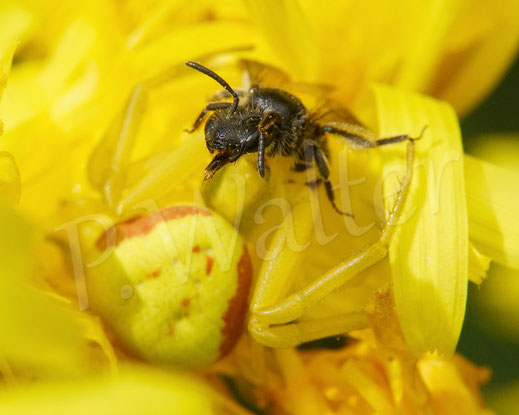 Bild: Veränderliche Krabbenspinne, Misumena vatia, Araneae, Thomisida, Spinnen, Beute, goldenrod crab spider, Wiesen-Pippau, Crepis biennis 