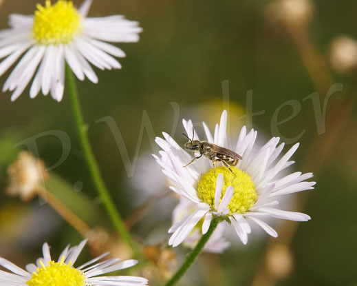 Bild: Schmalbiene, Weibchen am Nektartrinken, Lasioglossum, Einjähriges Berufkraut, Feinstrahl, Erigeron annuus, Wildbiene
