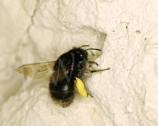 Bild: Frühlings-Pelzbiene, Anthophora plumipes, Weibchen, Wildbiene, Flower Bee, Löss, Lösswand, Steilwand, Abbruchkante, Nistplatz