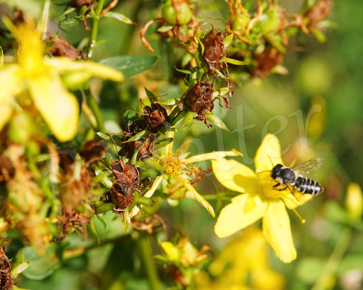 Bild: Luzerne-Blattschneiderbiene, Megachile rotundata, Johanniskraut, Hypericum perforatum, leafcutterbee, leafcuttingbee, Megachilidae, Wildbiene, wildbee