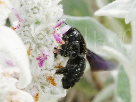 Bild: Baluschwarze Holzbiene, Xylocopa violacea, Woll-Ziest