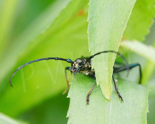 Bild: Moschusbock, Moschusbockkäfer, Aromia moschata, Männchen, musk beetle, Bockkäfer, Käfer, bug, beetle, Coleoptera, Cerambycidae