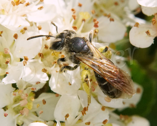 Bild: Gelbbeinige Kiel-Sandbiene, Goldbeinige Sandbiene, Andrena chrysosceles, Feuerdorn, Pyracantha, Wildbiene