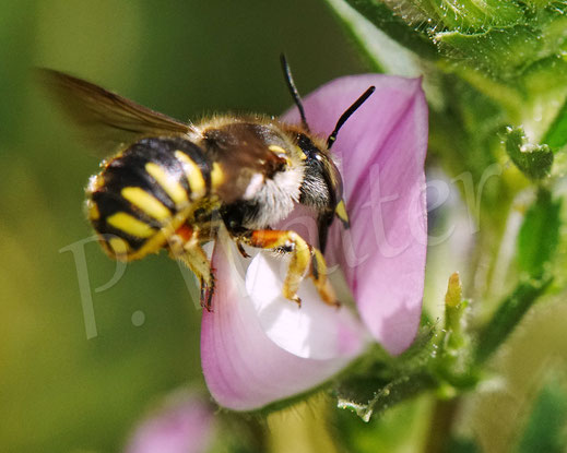 Bild: Garten-Wollbiene, Weibchen, Anthidium manicatum, Wildbiene, Dornige Hauhechel, Ononis spinosa, Schmetterlingsblütler, Faboideae, Hülsenfrüchtler, Fabaceae, Blüte, Nektar, Pollen