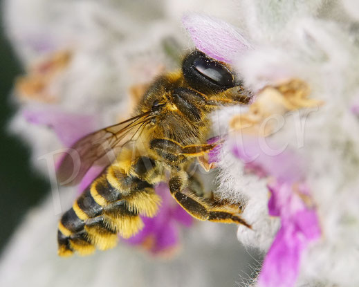 Bild: Platterbsen-Mörtelbiene, Megachile ericetorum, Banded Mud Bee, Weibchen an einer Blüte vom Woll-Ziest, Stachys byzantina, Megachilidae